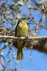 Varied Honeyeater